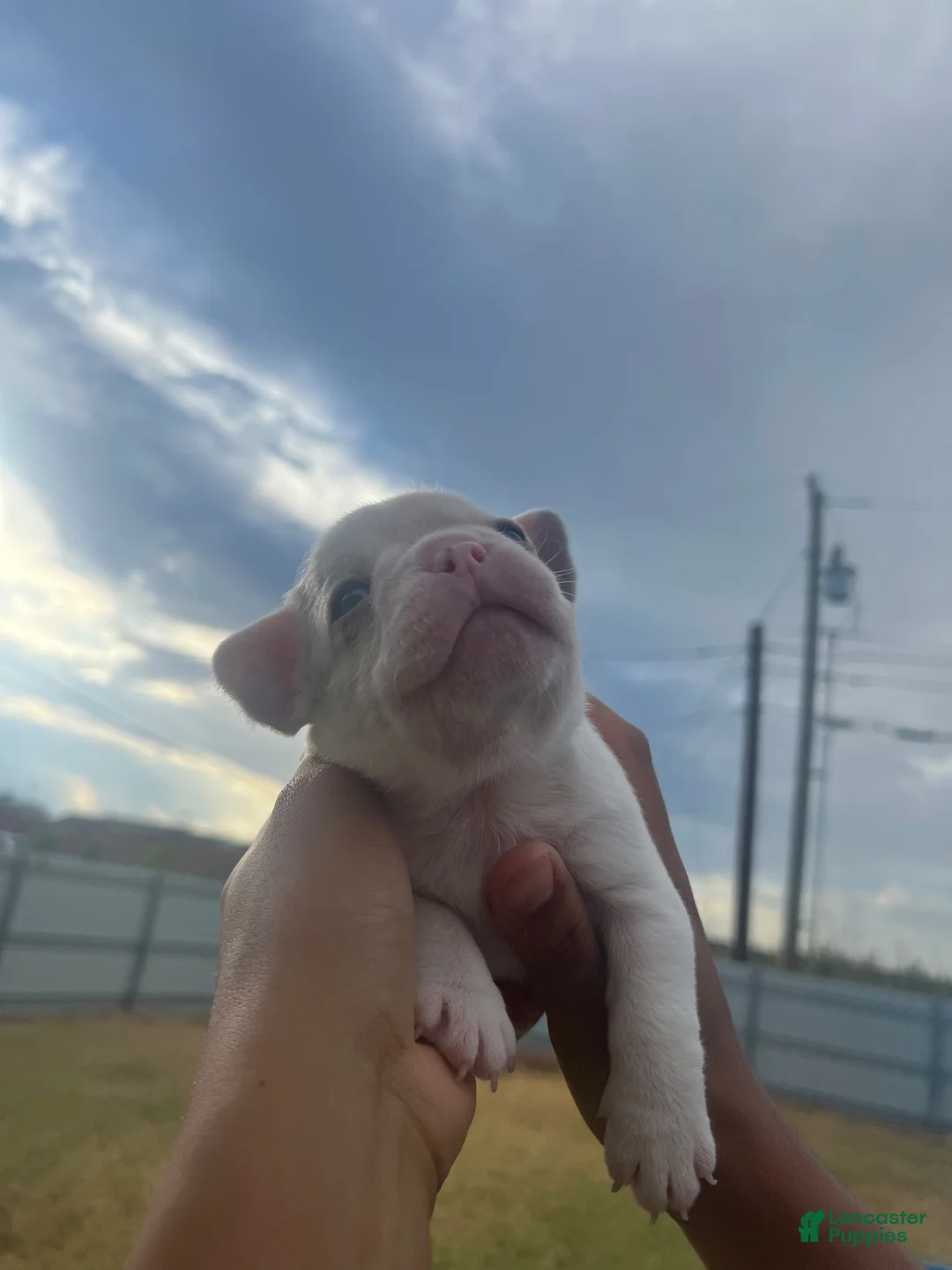 French Bulldog dogs for sale: Zeus - Ad 1