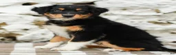Australian Shepherd dogs for sale: Tessa - Ad 4