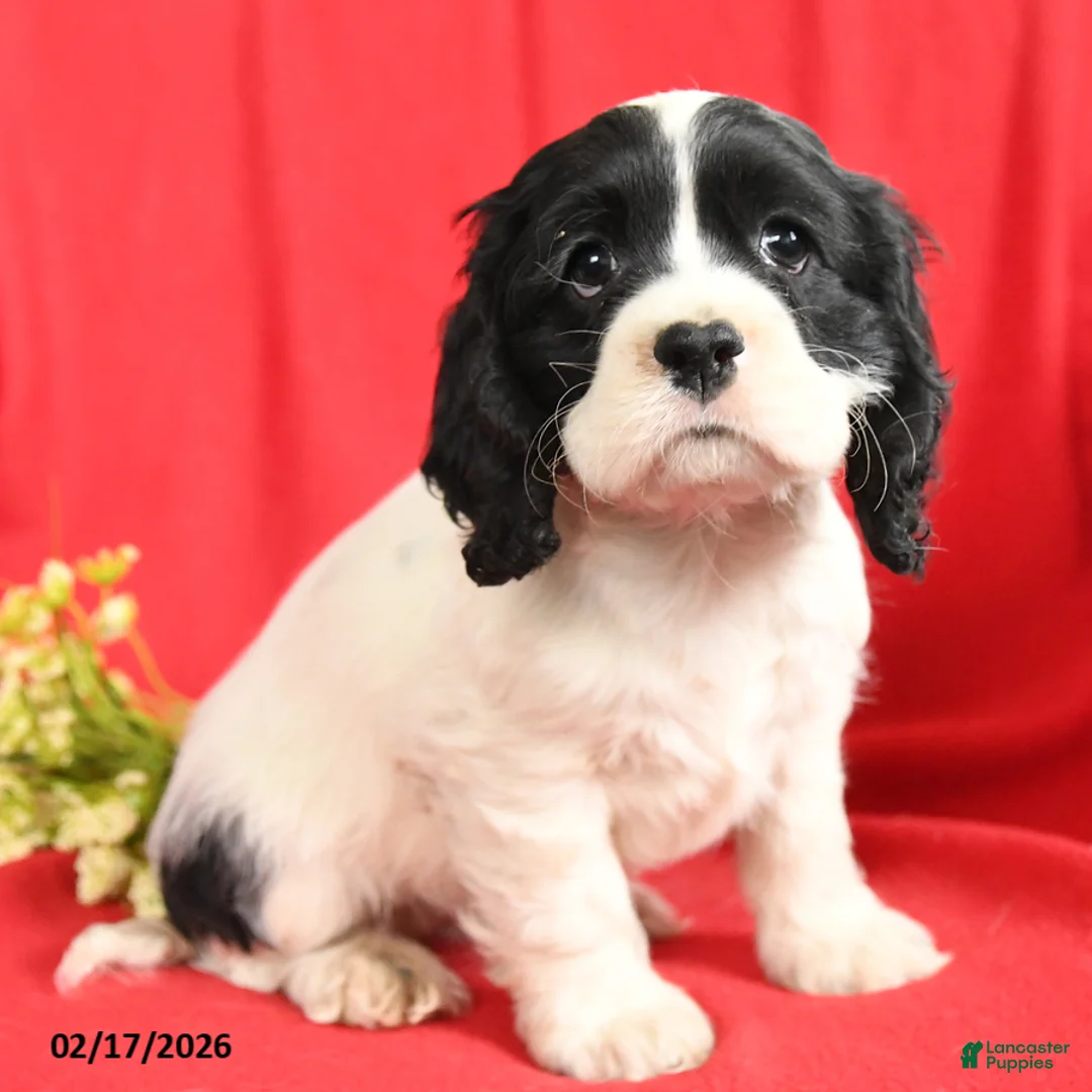 English Cocker Spaniel dogs for sale: Lane - Ad 4