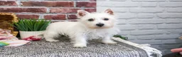 West Highland Terrier dogs for sale: Ophelia - Ad 1