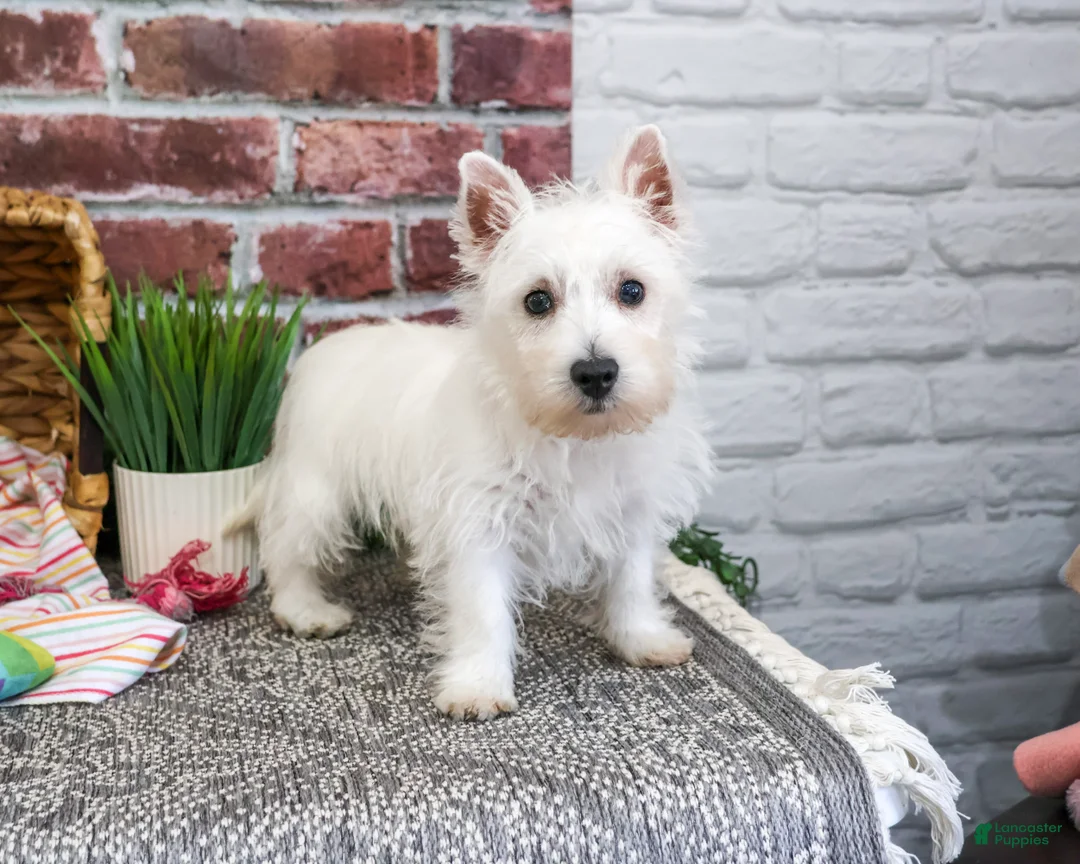 West Highland Terrier dogs for sale: Ophelia - Ad 1