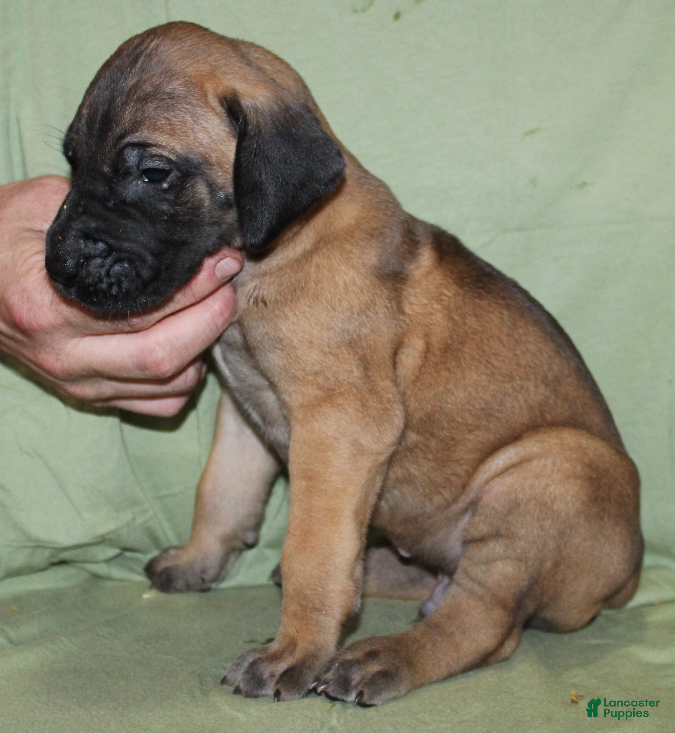 Great Dane dogs Sawyer - Ad 30