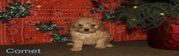 Mini Goldendoodle dogs for sale: Comet - Ad 2