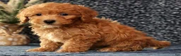 Bichpoo dogs for sale: Foster - Ad 7