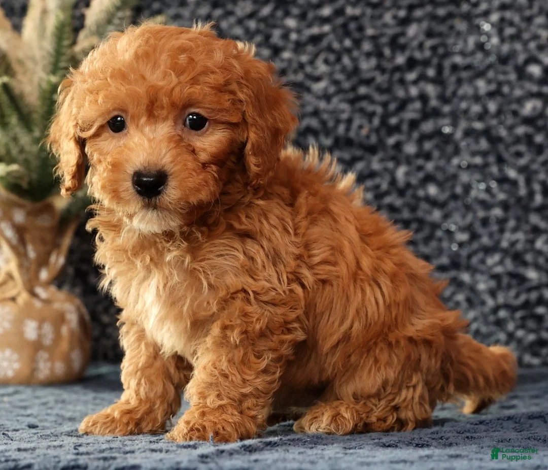 Bichpoo dogs for sale: Foster - Ad 7