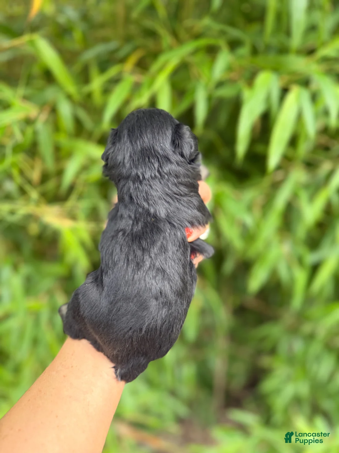 Miniature Schnauzer dogs for sale: Miniature Schnauzer Puppy 5 - Ad 2