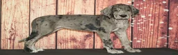 Great Dane dogs for sale: Sandy - Ad 2