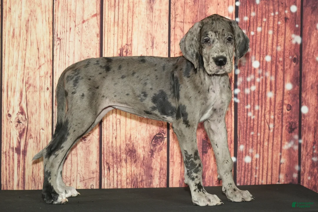 Great Dane dogs for sale: Sandy - Ad 2