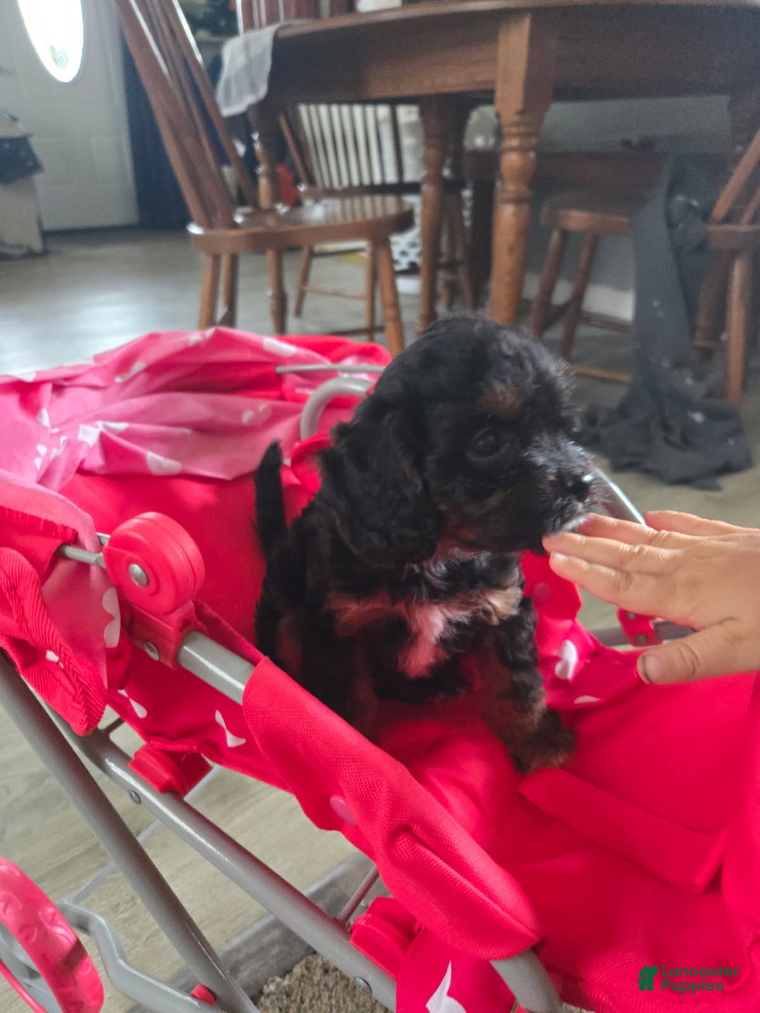 Cavapoo dogs for sale: Sasha - Ad 45