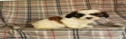 Mixed Breed dogs for sale: Utopia - Ad 5