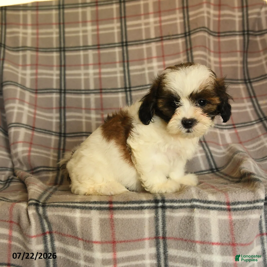 Mixed Breed dogs for sale: Utopia - Ad 5