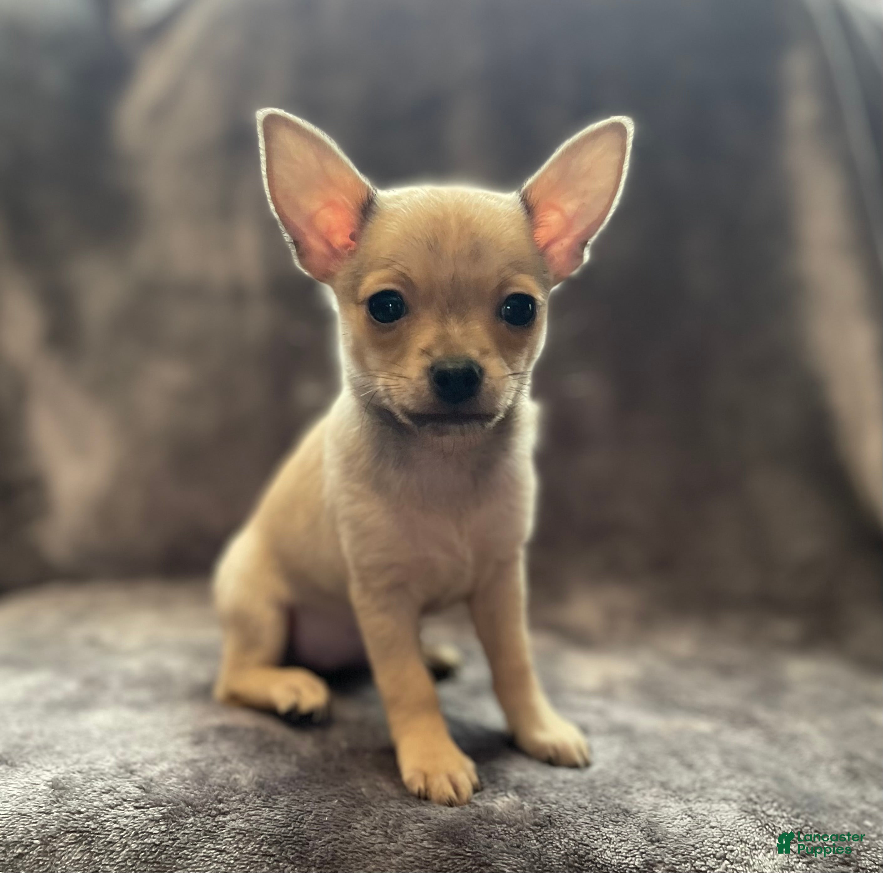 Pomchi dogs Sprite - Ad 9