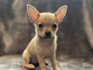 Pomchi dogs Sprite - Ad 9
