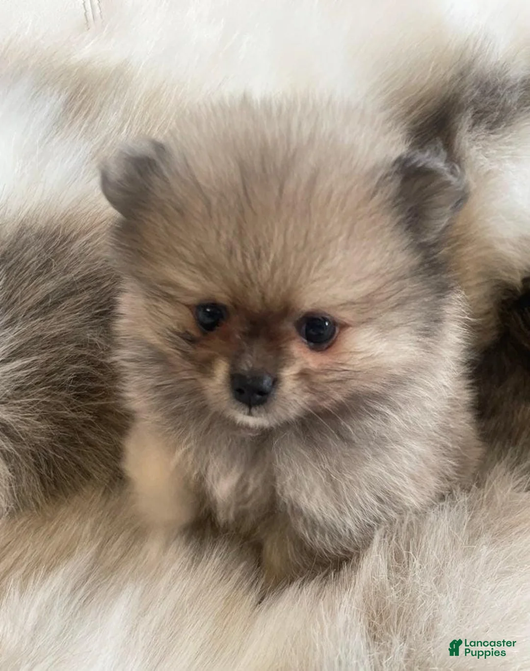 Pomeranian dogs for sale: Kayla - Ad 5