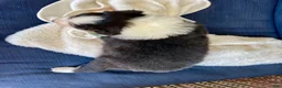 Australian Shepherd dogs for sale: Australian Shepherd- Buddy - Ad 10
