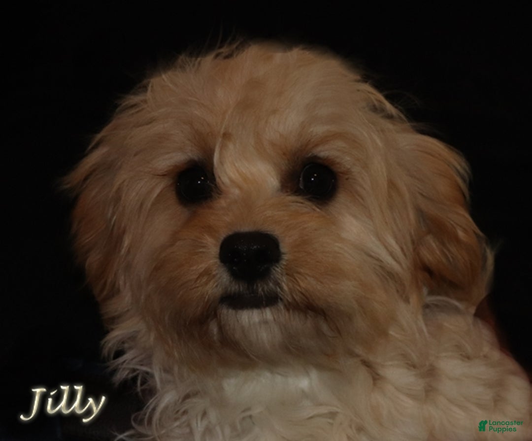 Mixed Breed dogs for sale: CavaPooChon female - JELLY BEAN - Ad 7