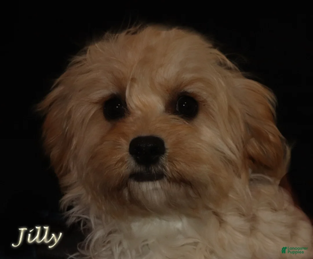 Mixed Breed dogs for sale: CavaPooChon male - JUMBLES - Ad 7