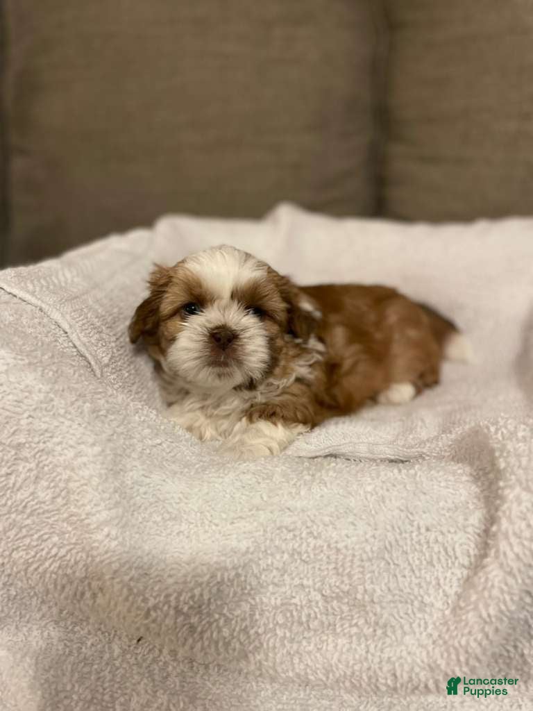 Shih Tzu dogs Avery - Ad 25