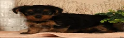Yorkshire Terrier dogs for sale: Wags - Ad 4