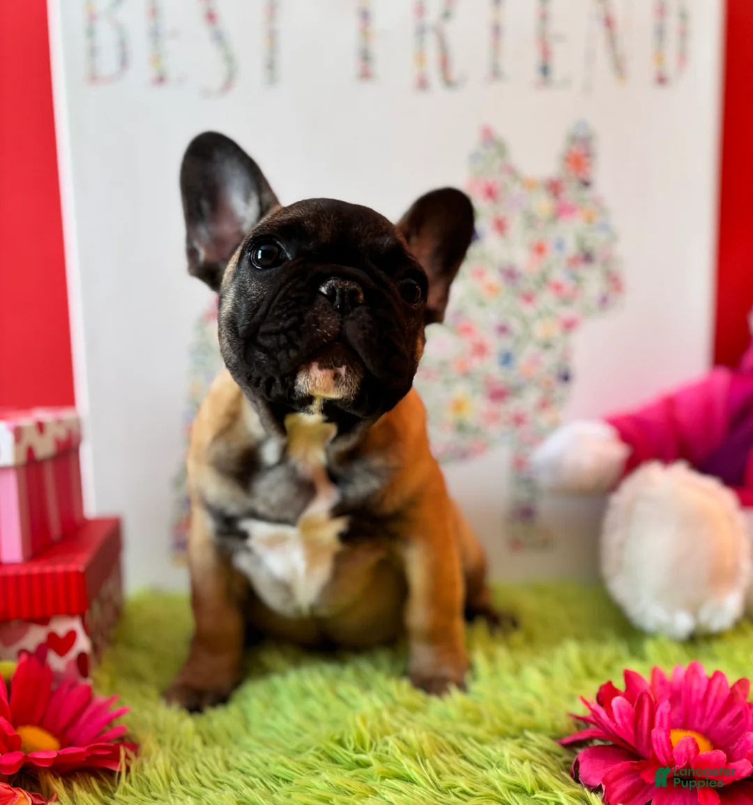 French Bulldog dogs for sale: French Bulldog Puppy 2 - Ad 1