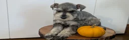Miniature Schnauzer dogs for sale: Cali - Ad 8