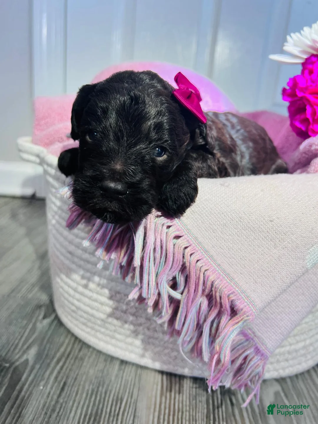 Miniature Poodle dogs for sale: Miniature Poodle Puppy 6 - Ad 3
