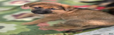 German Shepherd Puppy 5