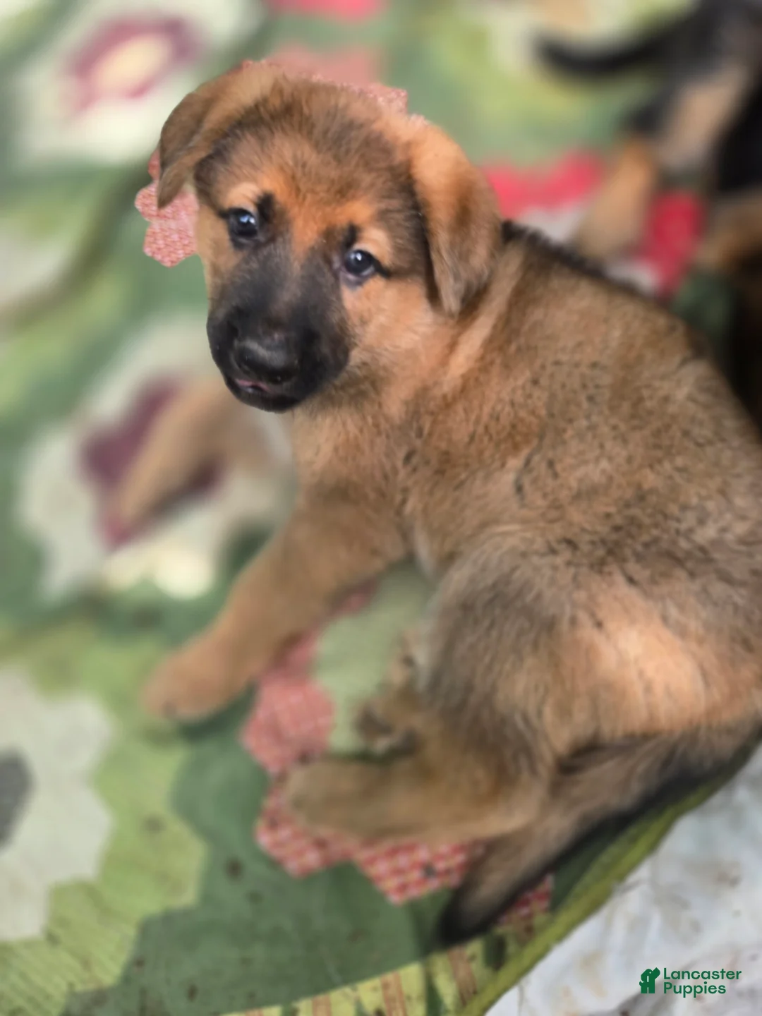 German Shepherd dogs for sale: German Shepherd Puppy 5 - Ad 1