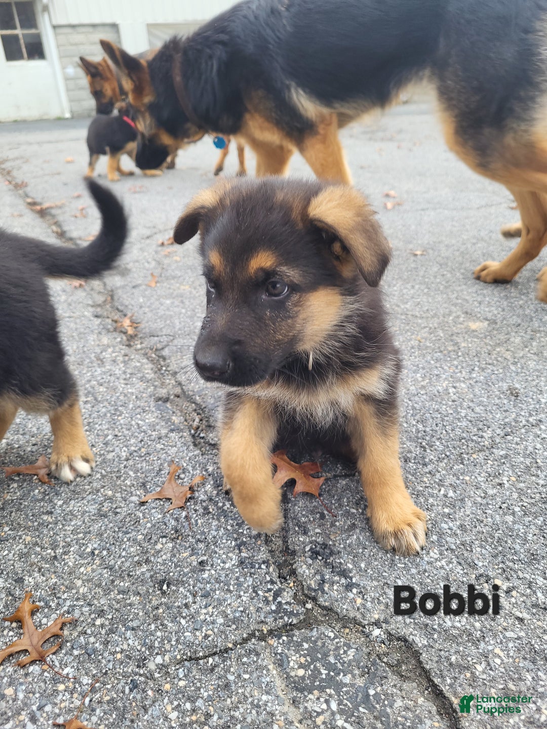 German Shepherd dogs for sale: German Shepherd Puppy 8 - Ad 3