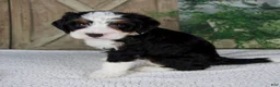 Mini Bernedoodle dogs for sale: Tiffany - Ad 4