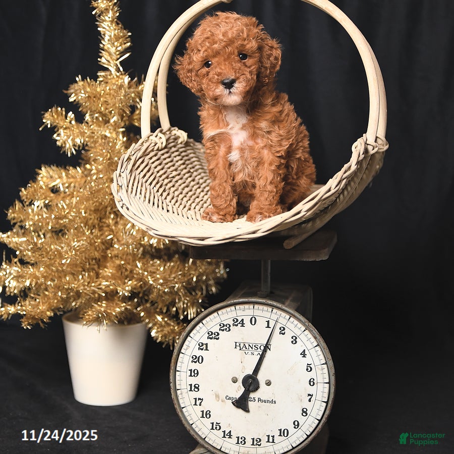 Toy Poodle dogs Tiny Biscuit - Ad 42