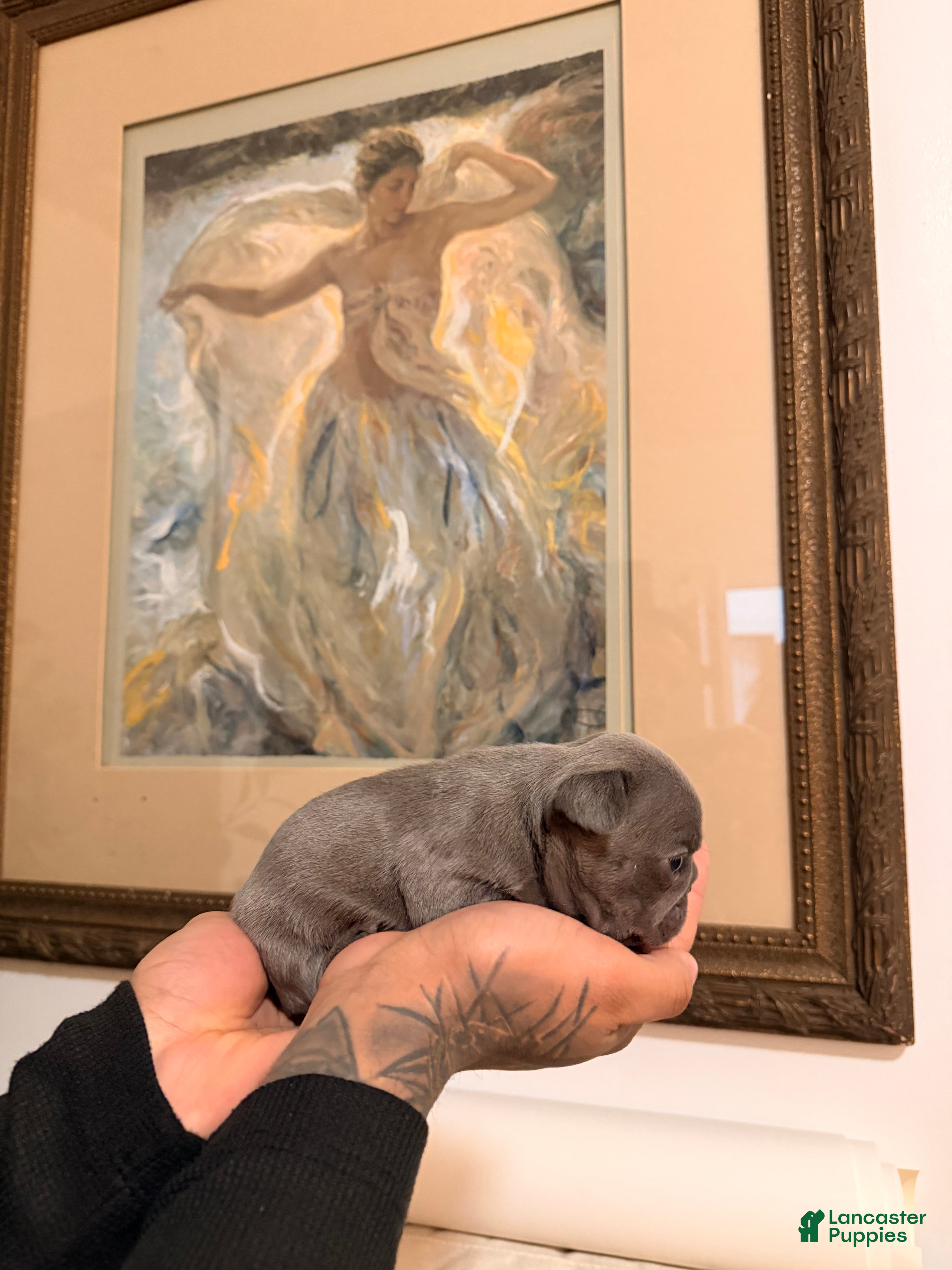 French Bulldog dogs Buttercup - Ad 2