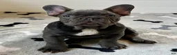 French Bulldog dogs for sale: Rex - Ad 7