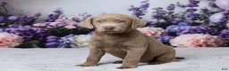 Labrador Retriever dogs for sale: Shania - Ad 4