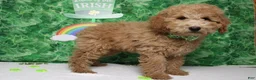 Toy Poodle dogs for sale: Garnet - Ad 4