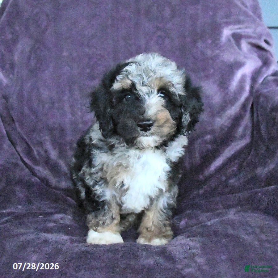 Cockapoo dogs Riley - Ad 1