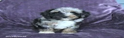 Cockapoo dogs for sale: Riley - Ad 1