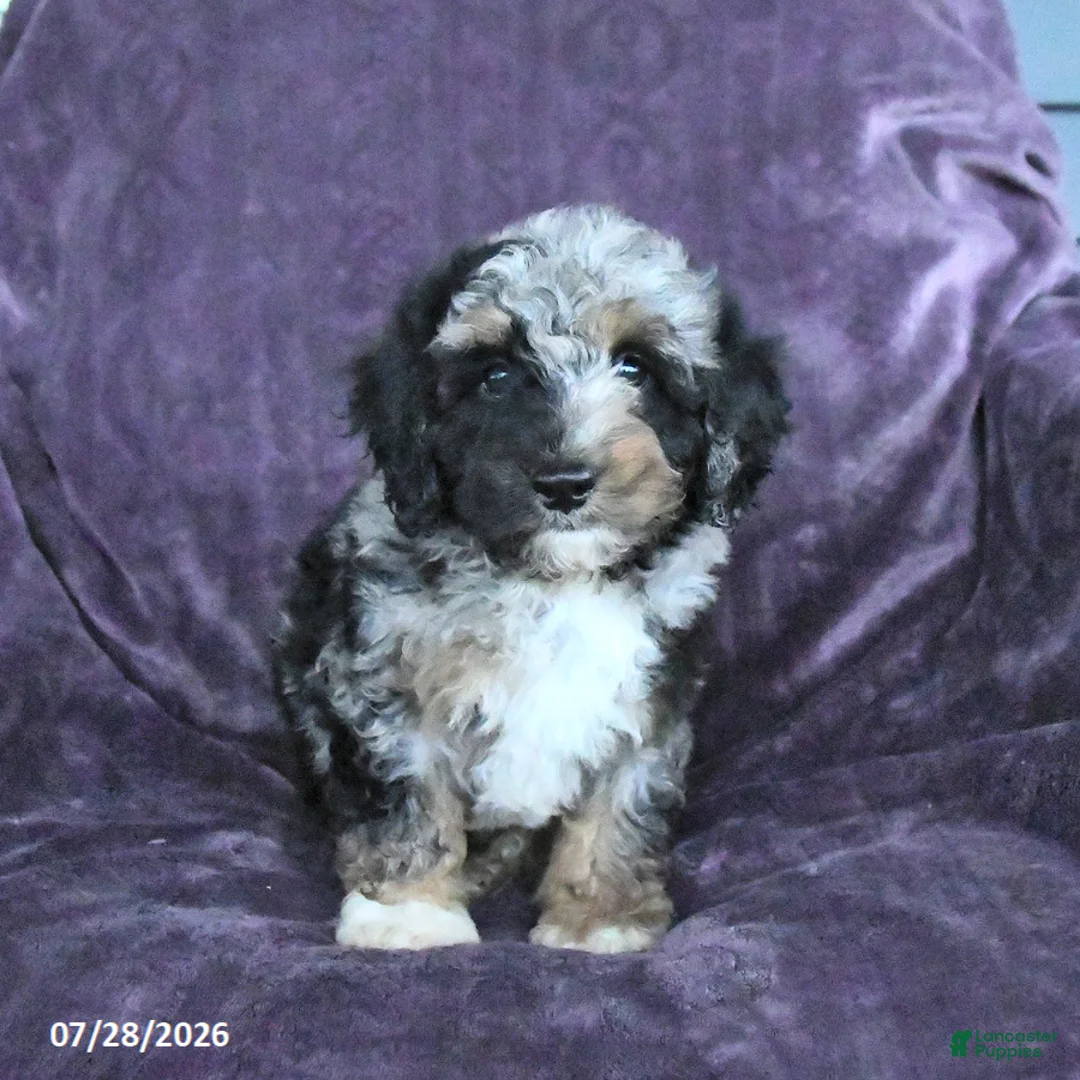 Cockapoo dogs for sale: Riley - Ad 1
