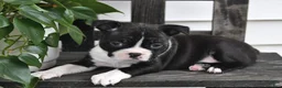 Boston Terrier dogs for sale: Preston - Ad 4