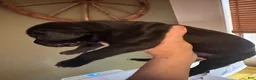 Great Dane dogs for sale: Great Dane 5 - Ad 1