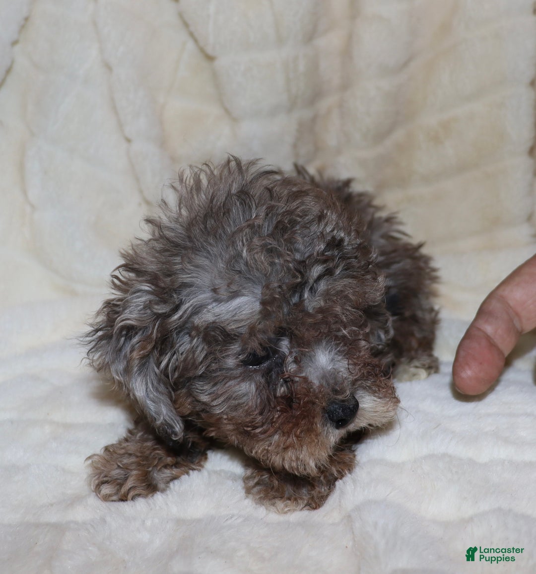 Toy Poodle dogs for sale: Hazel  - Ad 1
