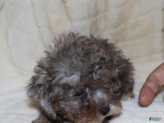 Toy Poodle dogs Hazel - Ad 10