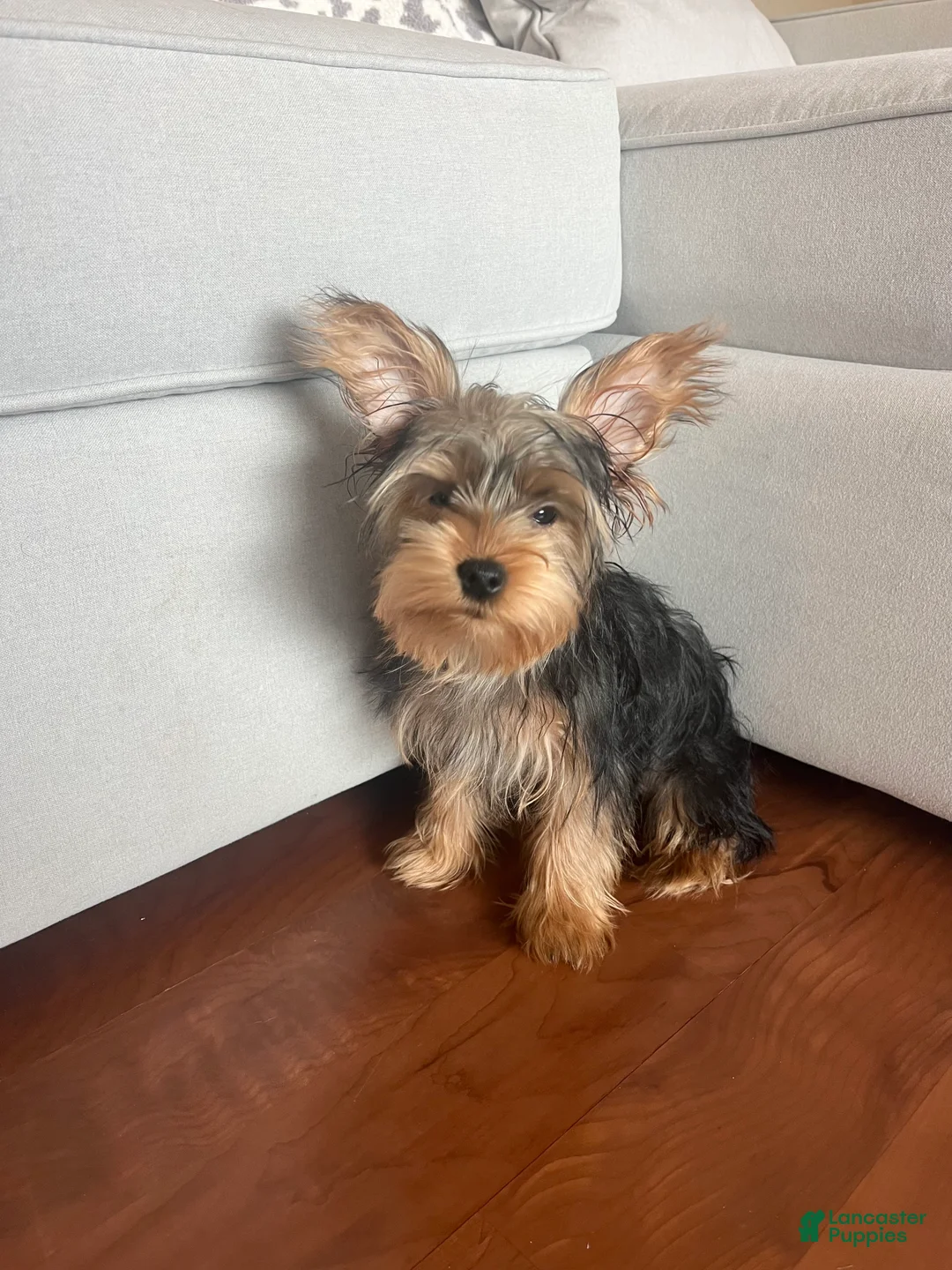 Yorkiepoo dogs for sale: Yorkiepoo Puppy 1 - Ad 4