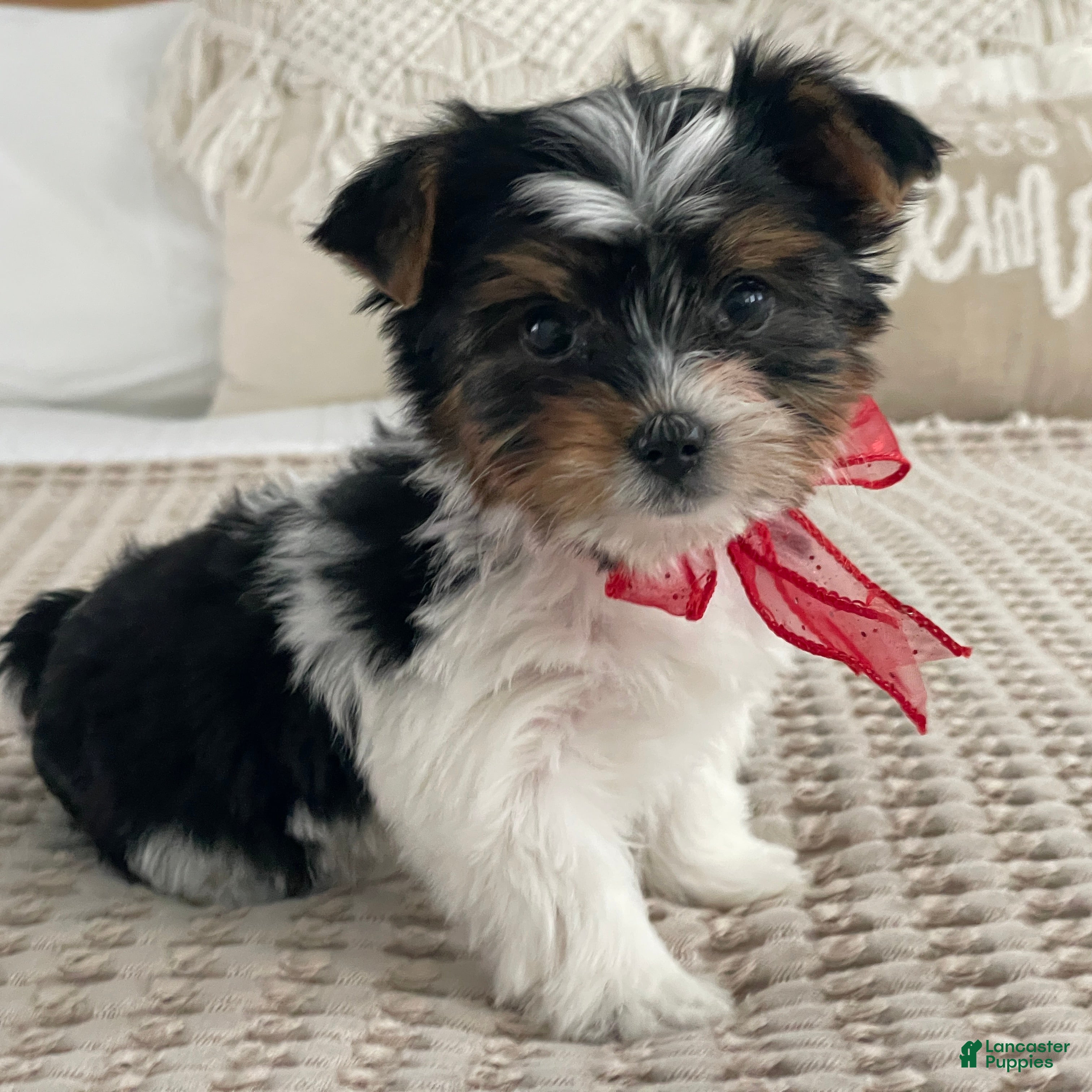 Biewer Terrier dogs Molly - Ad 13