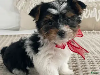 Biewer Terrier dogs Molly - Ad 11