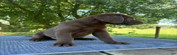 Labrador Retriever dogs for sale: Max - Ad 3