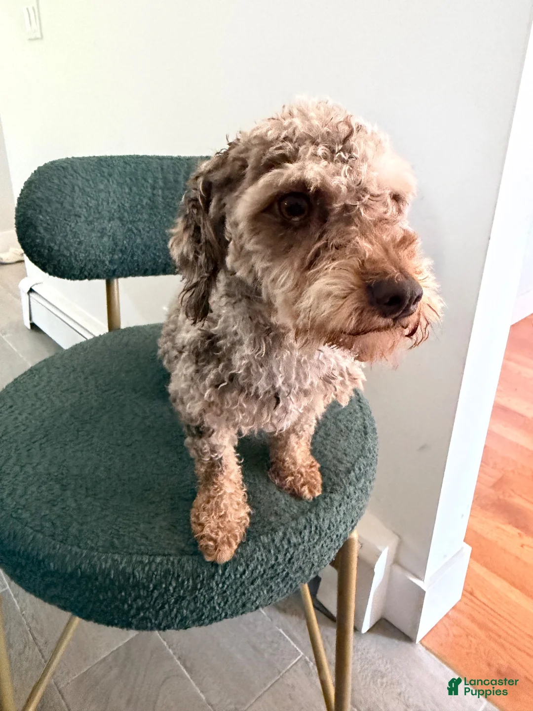 Miniature Poodle dogs for sale: Miniature Poodle 1 - Ad 2