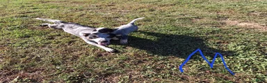 Australian Cattle Dog 4