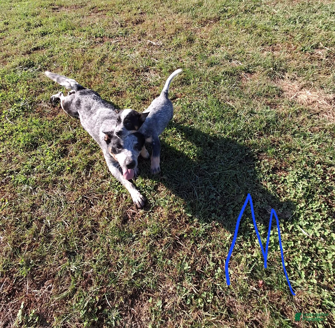 Australian Cattle Dog dogs for sale: Australian Cattle Dog 4 - Ad 1