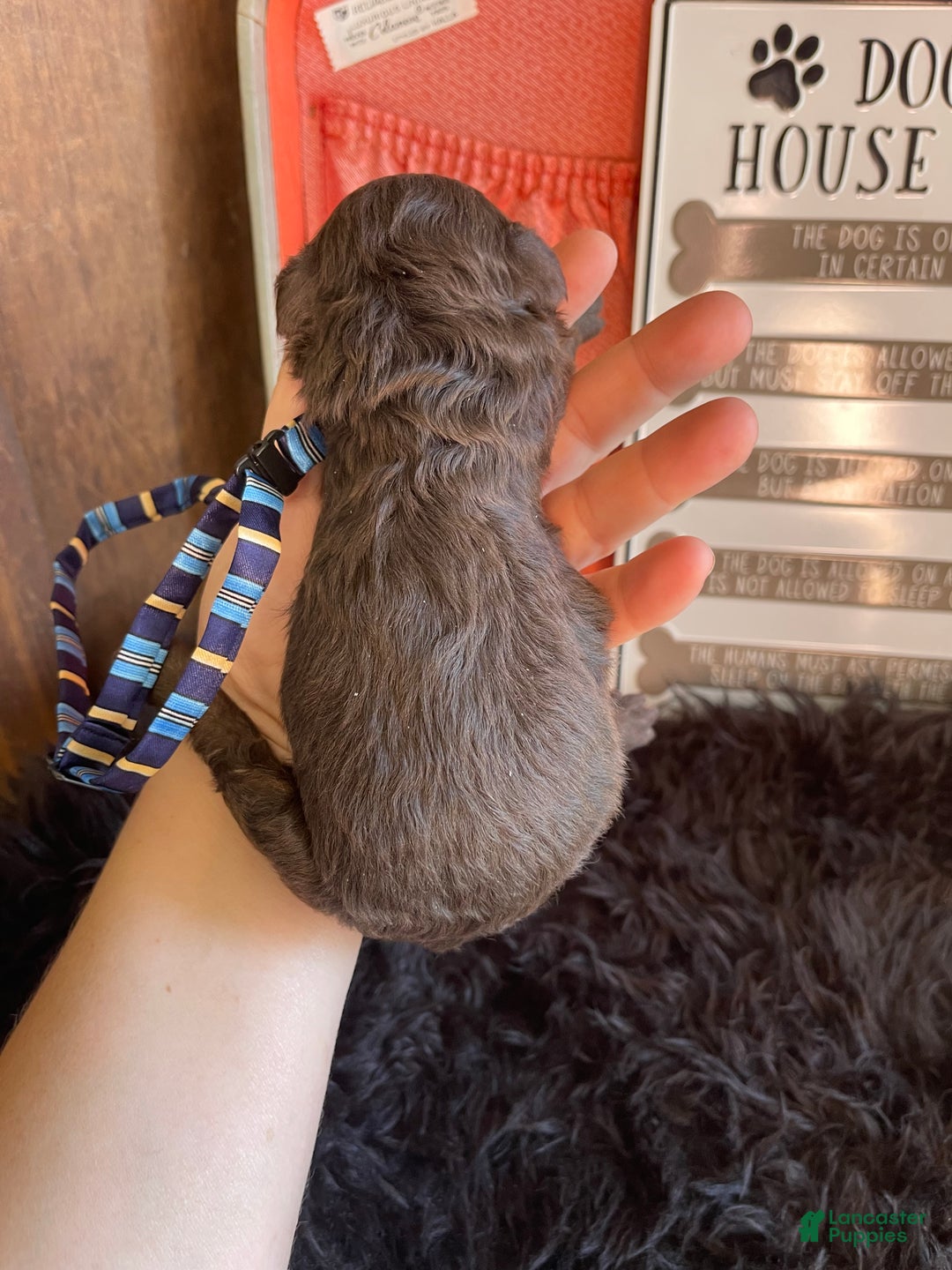 Miniature Poodle dogs for sale: Akc Clear Chocolate Phantom Boy 2 - Ad 19